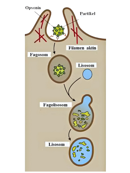 Sistem Fagosit Mononukleus