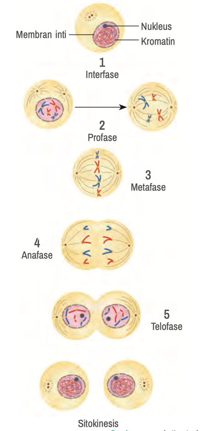 Mitosis - Shutterstock