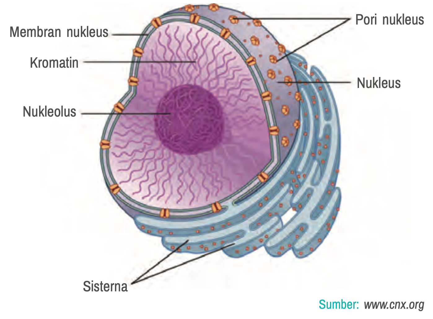 Nukleus - openstax.org