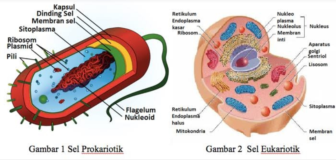 Sel Prokariotik (Kiri) Sel Eukariotik (Kanan) - openstax.org