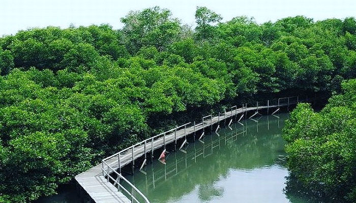 Hutan Mangrove di Denpasar Selatan – denpasarkota.go.id