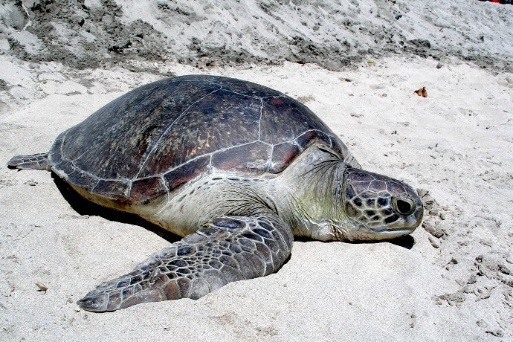 Penyu merupakan satwa laut yang dilindungi