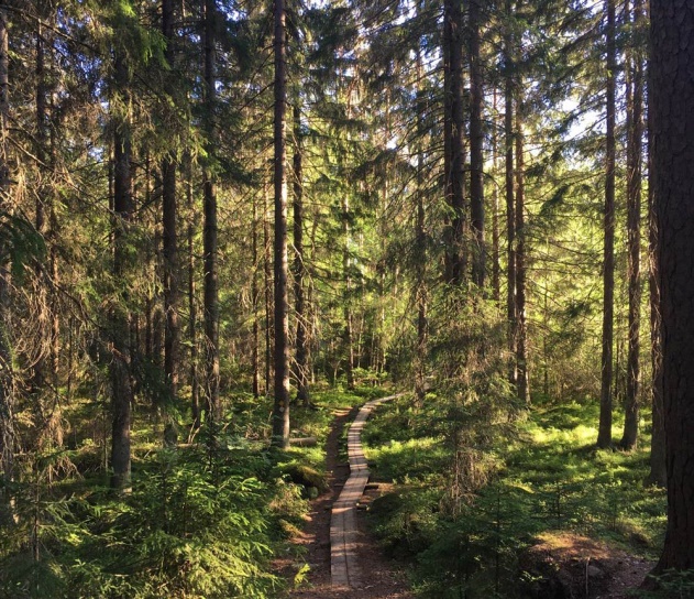 Taiga di Finlandia – taigatimes.com