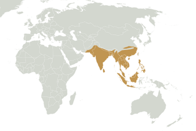 Peta Persebaran Flora dan Fauna Zona Oriental – wikimedia.org