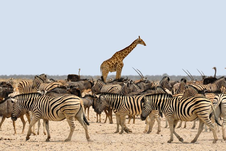 Zebra, Jerapah, dan Burung Unta adalah Fauna Zona Etiopian – pixabay