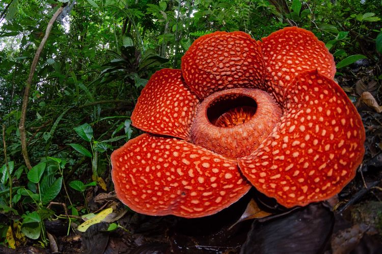 Bunga Rafflesia Arnoldii Merupakan Salah Satu Flora yang Tumbuh di Zona Asiatis – Shutterstock