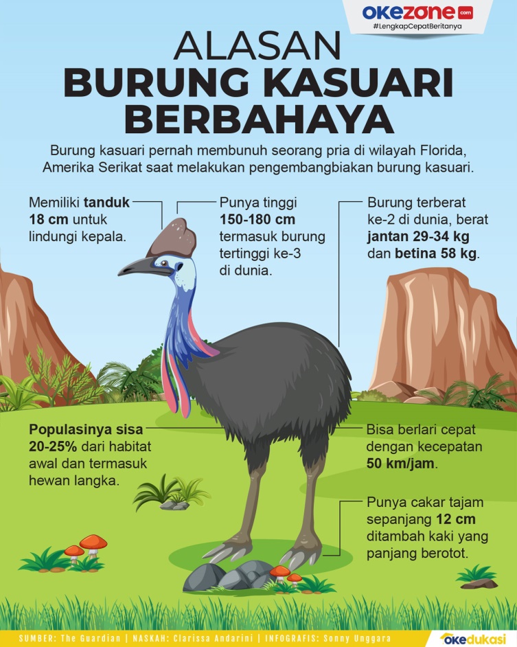 Burung Kasuari Merupakan Salah Satu Burung Paling Ganas di Dunia – okezone.com