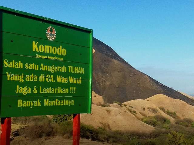 Terdapat Sekitar 100 Ekor Komodo di Cagar Alam Wae Wuul di Daratan Pulau Flores – rri.co.id