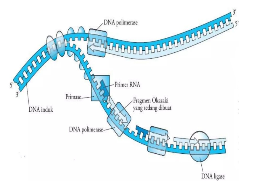 Model replikasi DNA dengan pasangan basa nitrogen — depositphotos.com