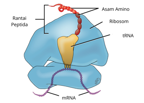 tRNA, mRNA, dan ribosom dalam sintesis protein — Openstax.com