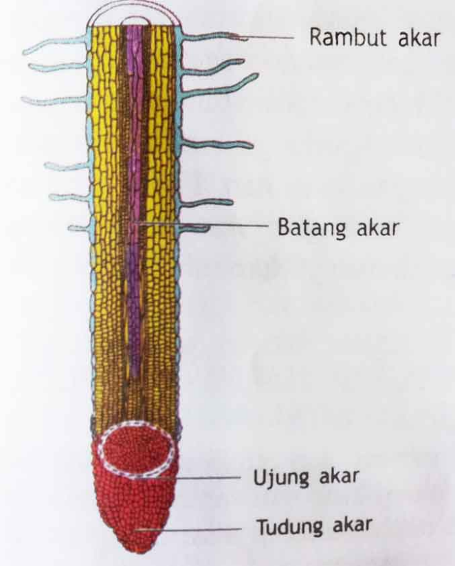 Daerah titik tumbuh akar — wandylee.wordpress.com