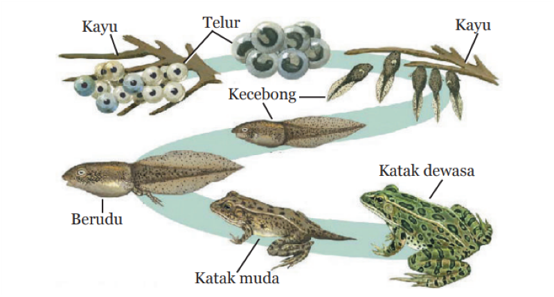 Ilustrasi metamorfosis pada katak — Mediaindonesia.com