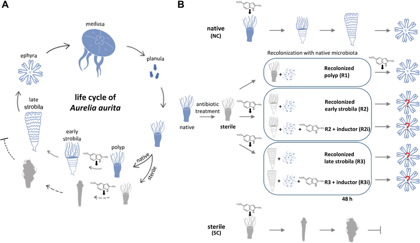 Ilustrasi metagenesis pada ubur-ubur — ResearchGate/Nadin Jensen