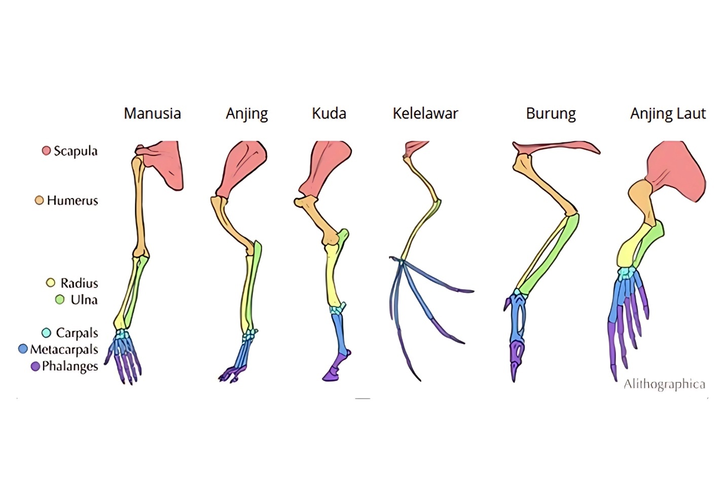 Ilustrasi homologi anggota gerak depan vertebrata
