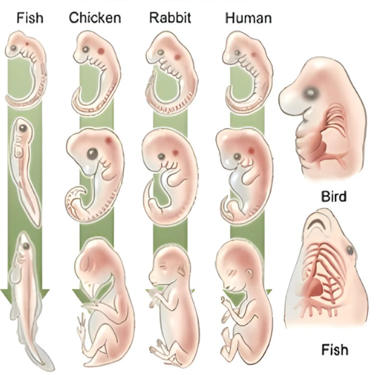 Perbandingan embriologi berbagai vertebrata — shutterstock.com
