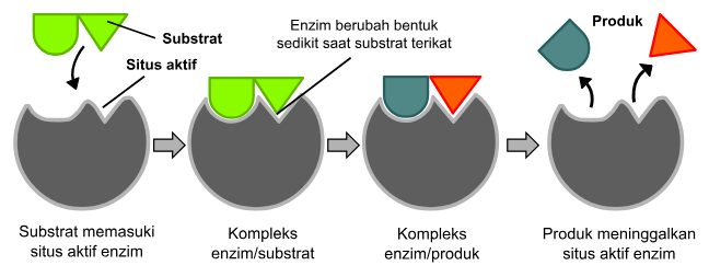 Skema kerja enzim dalam reaksi katabolisme — commons.wikimedia.org/Imran Khan 1992