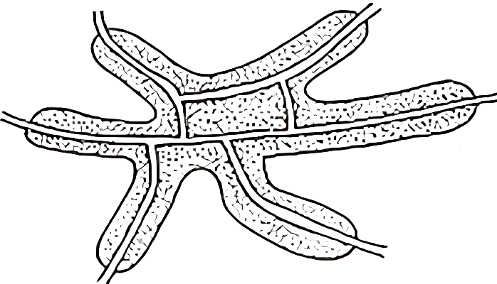 Model Kota Bentuk Gurita/Bintang (Octopus/Star-Shaped Cities)
