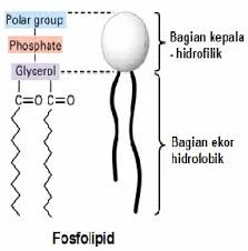 Struktur fosfolipid – biologiedukasi.com