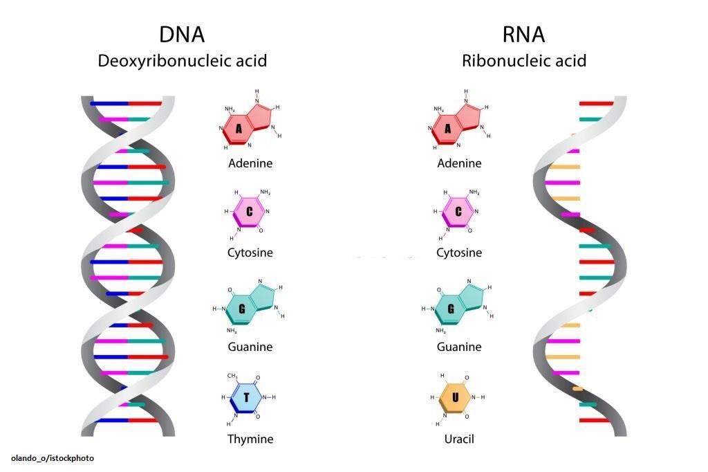 Perbedaan DNA dan RNA – zonapintar.id