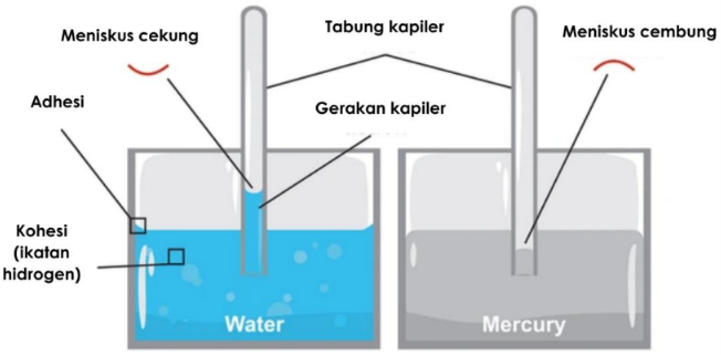 Meniskus cekung dan cembung