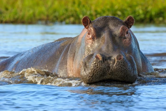 Hippopotamus – Pinterest.com