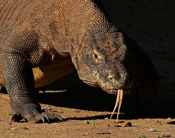 Komodo Dragon – Wikipedia.com