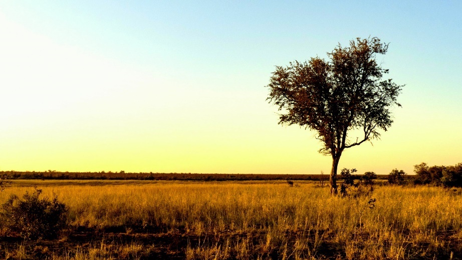 A grass savanna at Kruger National Park in South Africa - Wikipedia