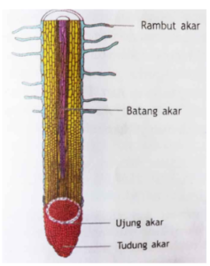 Gambar soal